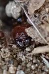 Pheidole pallidula