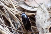 Loboptera decipiens