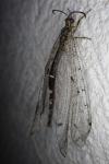 Distoleon tetragrammicus