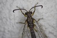 Distoleon tetragrammicus
