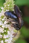 Andrena