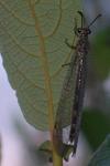 Myrmeleon inconspicuus