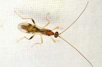 Aleiodes