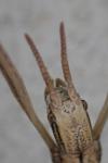 Clonopsis gallica