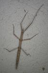 Clonopsis gallica