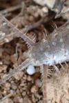 Ctenolepisma ciliata