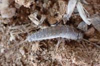 Ctenolepisma ciliata