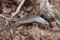 Ctenolepisma ciliata