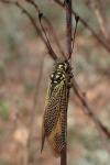 Libelloides ictericus