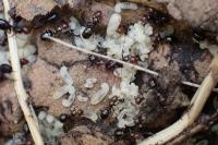 Camponotus lateralis