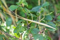 Clonopsis gallica