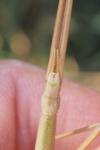 Clonopsis gallica