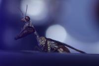 Mantispa styriaca