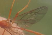Enicospilus ramidulus
