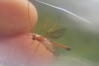 Enicospilus ramidulus