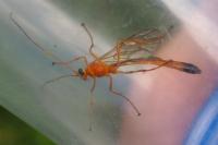 Enicospilus ramidulus