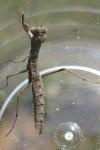 Geomantis larvoides