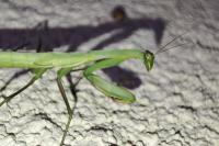 Mantis religiosa