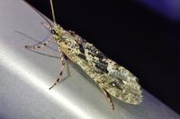 Phryganea grandis