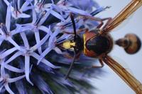 Delta unguiculatum
