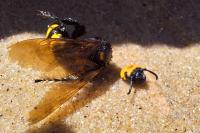 Megascolia maculata maculata