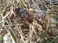 Scolia hirta
