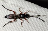 Diphyus quadripunctorius