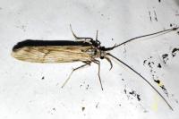 Odontocerum albicorne