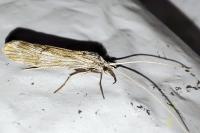 Odontocerum albicorne