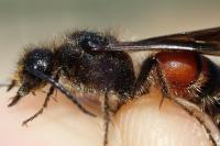 Tropidotilla litoralis