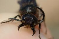 Tropidotilla litoralis