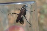 Cryptocheilus egregius