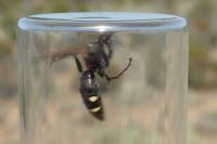 Cryptocheilus egregius