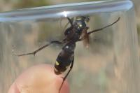 Cryptocheilus egregius