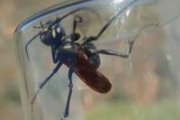 Cryptocheilus egregius