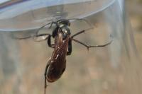 Cryptocheilus egregius