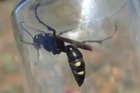 Cryptocheilus egregius