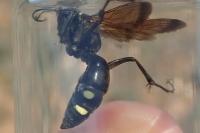 Cryptocheilus egregius