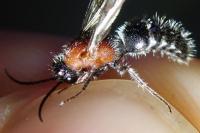Smicromyrmini