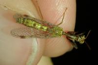 Mantispa styriaca