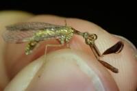 Mantispa styriaca