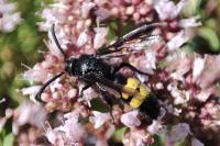 Scolia hirta