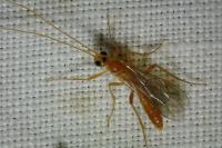 Ichneumonoidea