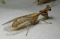 Mantispa aphavexelte