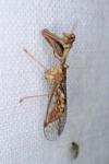 Mantispa styriaca