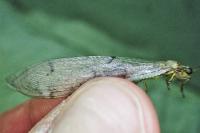 Distoleon tetragrammicus