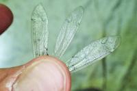 Distoleon tetragrammicus