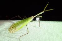 Empusa pennata