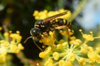 Gorytes quinquecinctus