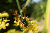 Gorytes quinquecinctus